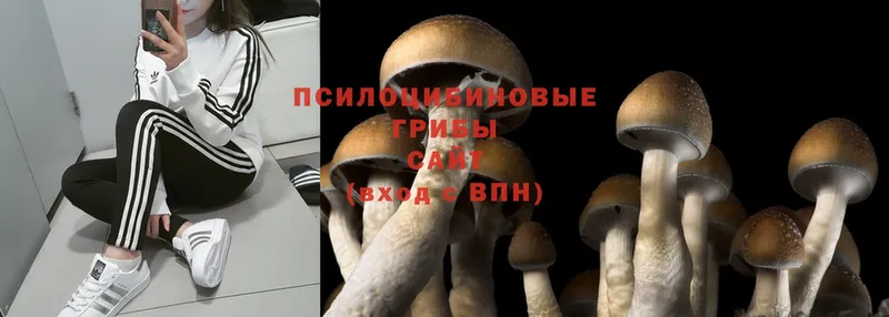 МЕГА   наркотики  Анива  Псилоцибиновые грибы Cubensis 